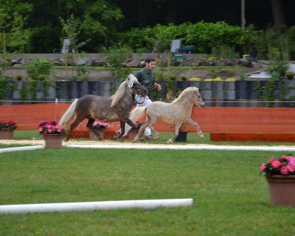 horse Jack the Ripper (German Classic Pony, 2015, from Joker vom Uhlenbruch)