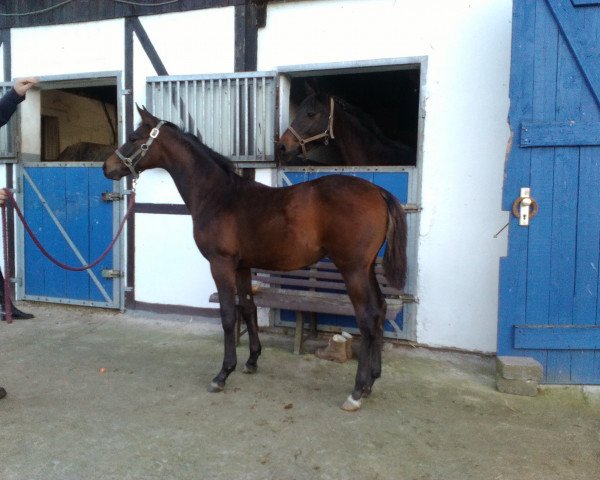 dressage horse Hip Hop VIP (Hanoverian, 2015, from Hofrat)