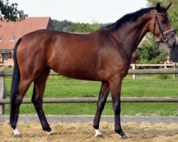 broodmare Count On Grace (Hanoverian, 2009, from Count Grannus)