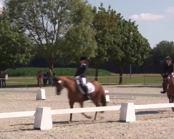 Reitturnier Rot am See- Musdorf 2020