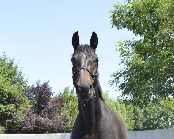 horse Stella (Württemberger, 2011, from Stanton 3) horse Stella (Württemberger, 2011, from Stanton 3)