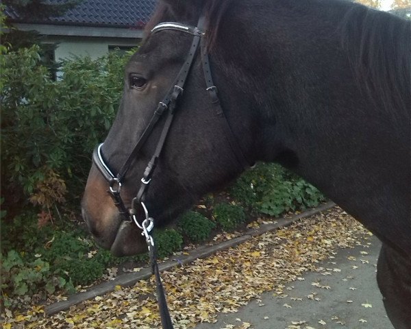 jumper Chrysmo (Hanoverian, 2009, from Count Grannus)