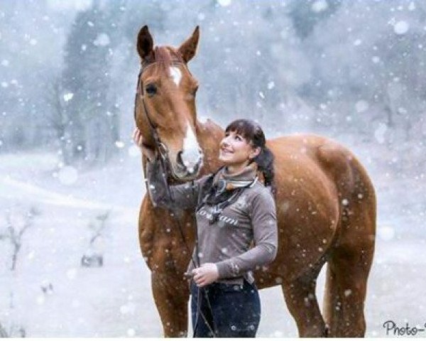 horse Frühlings-Traum (Noble Warmblood, 2005, from Feinsinn)