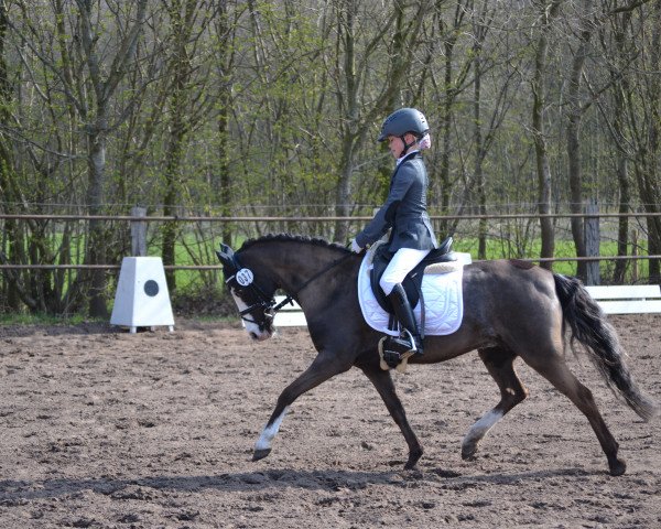 broodmare Donnerfee 59 (Kleines Deutsches Pony, 1995, from Brantop's Valou)