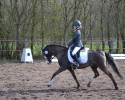 broodmare Donnerfee 59 (Kleines Deutsches Pony, 1995, from Brantop's Valou)