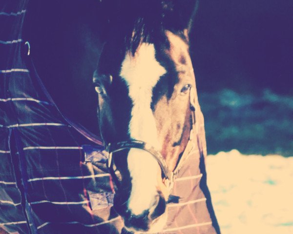 horse Raubritter 10 (Westphalian,  , from Ritterorden)