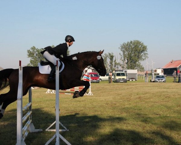 horse Cobolt 6 (German Sport Horse, 2006, from Cellestial)