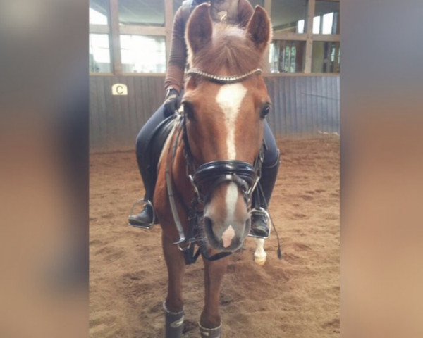 horse Ferrari (German Riding Pony, 1994, from Hasko)