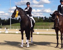 dressage horse Silverstone (Westphalian, 2011, from Silbermond)