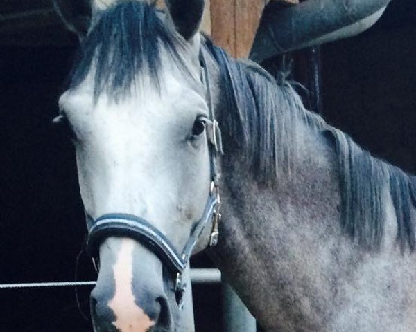 horse Caligula LM (Bavarian, 2011, from Clooney)