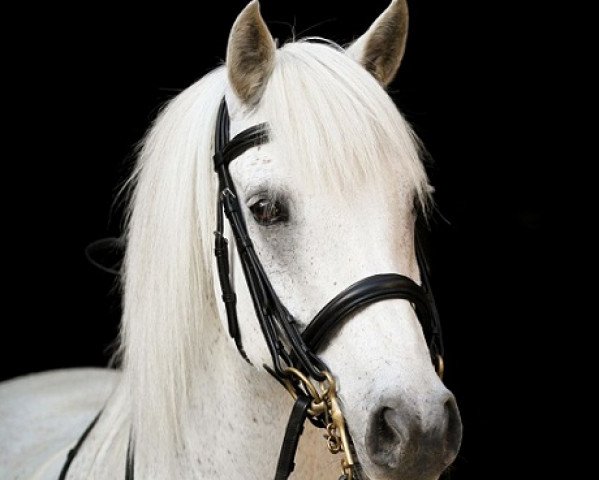 dressage horse Kinzighausen Golden Muffin (Connemara Pony, 2003, from Glaskopf Golden Malcolm) dressage horse Kinzighausen Golden Muffin (Connemara Pony, 2003, from Glaskopf Golden Malcolm)