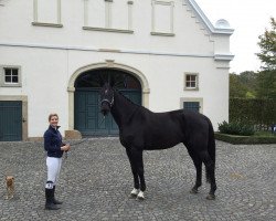 jumper Campidano V (Westphalian, 2008, from Christiano)