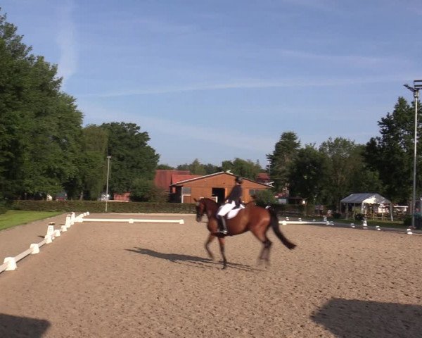 Reitturnier Greven 2020