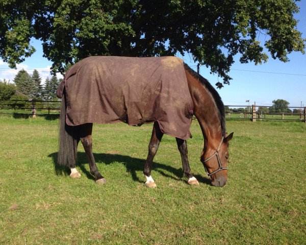broodmare Monica 5 (Trakehner, 2004, from Distelzar)