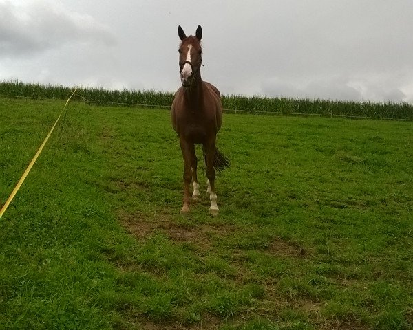 horse Darling (German Warmblood, 2000, from Donatelli I)