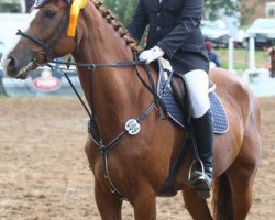 jumper Ante portas 5 (German Sport Horse, 2007, from Askanier)