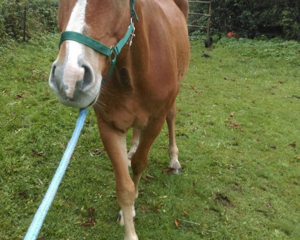 horse Lord Fantasie (German Sport Horse,  , from Lord Fantastic)