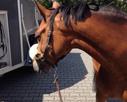 Jument d'élevage Nanu A (Poney de Selle Allemand, 2008, de Nashville WH)