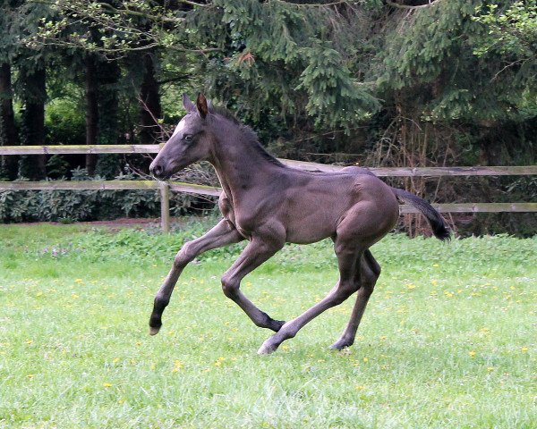 horse Damon´s Dancer (Westphalian, 2014, from Damon Hill)