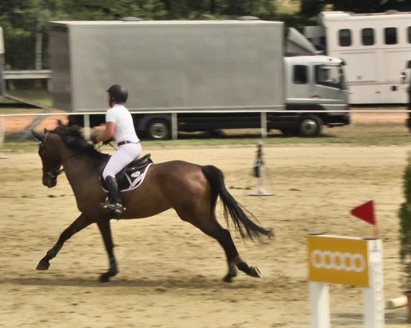 Reitturnier Heiligenwald 2020