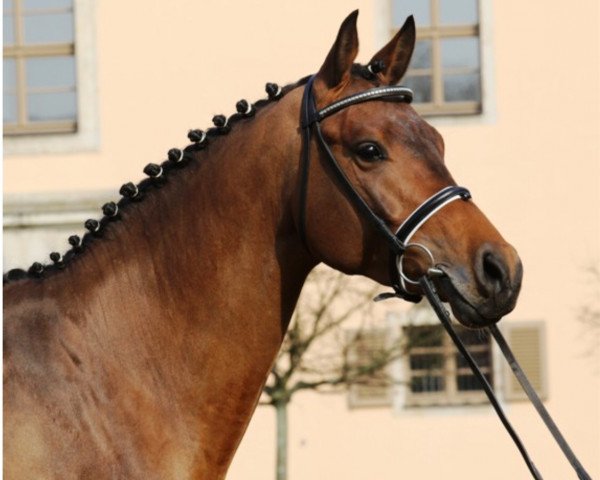 jumper Cesario 21 (German Warmblood, 2011, from Casdorff)