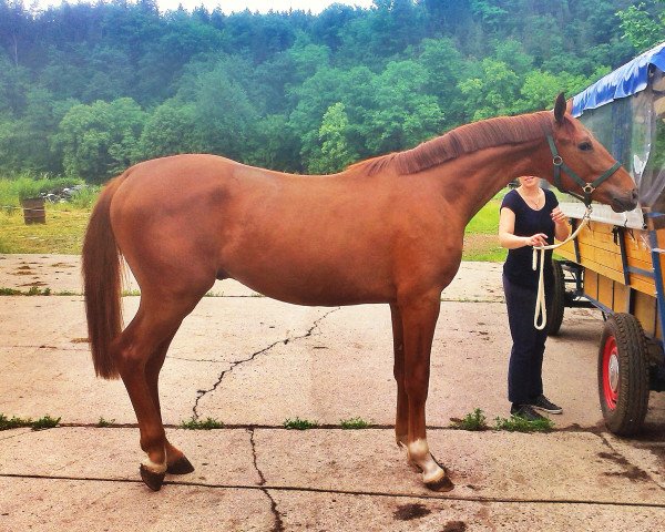 horse Sirdaro (Württemberger, 2013, from Sir Sandro)