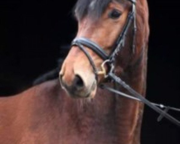 Pferd Fantastic Boy 7 (Bayer, 2008, von Fürst Schoelling)