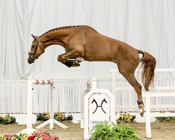 jumper Ville Valo (Hanoverian, 2011, from Valentino)