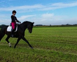 dressage horse Royal Lady 43 (Hanoverian, 2008, from Blue Hors Romanov)