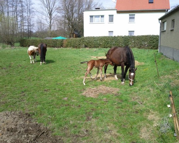 broodmare Dancing Girl (Rhinelander, 2000, from Ragazzo)