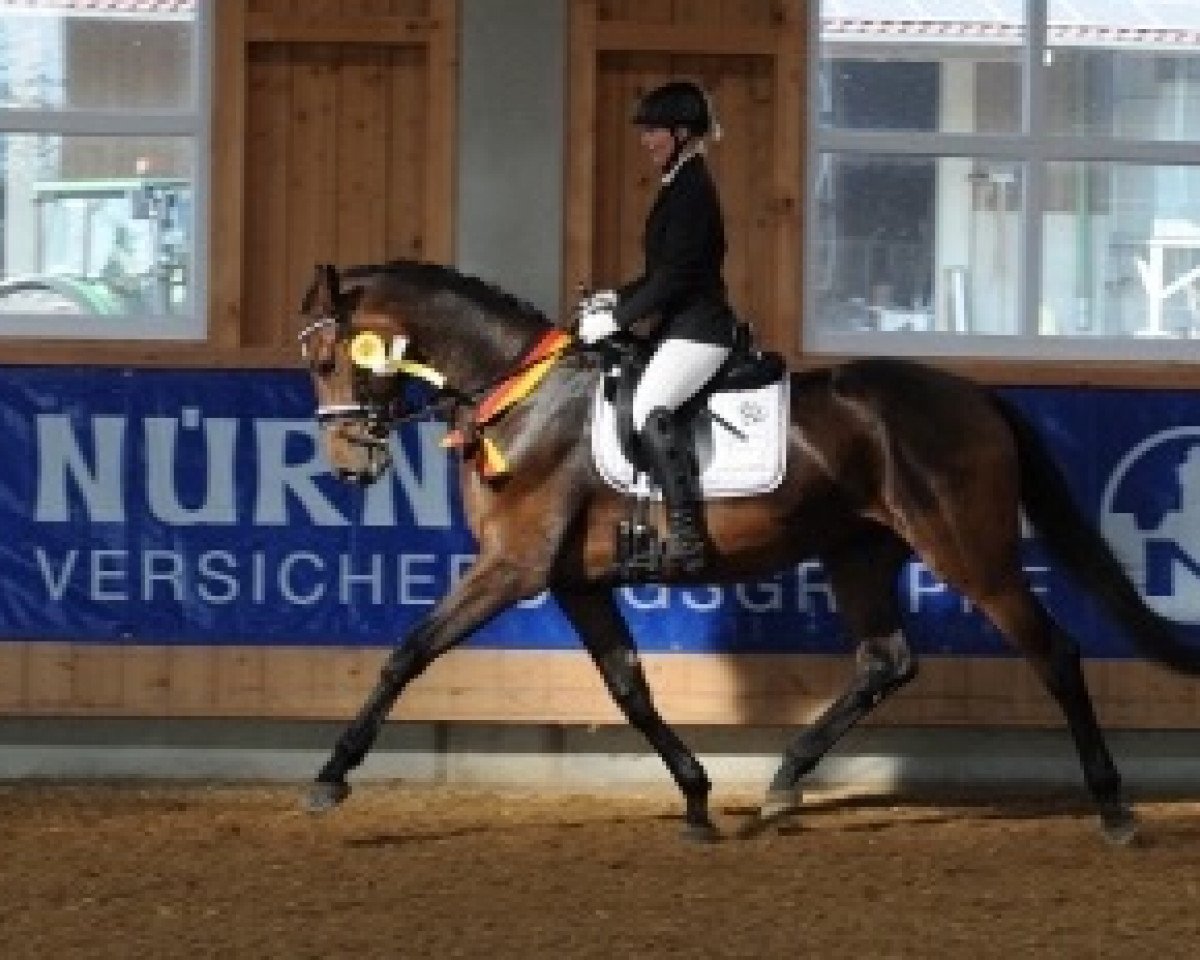 Chovná klisna Winnie Witch (Bavorsko-bádenský teplokrevník, 2012, od Dante Weltino Old)