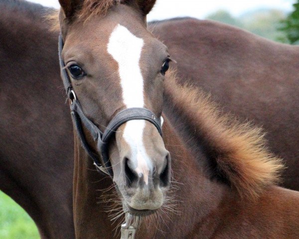 dressage horse Dark Chocolate 40 (Westphalian, 2015, from Dragon Hill)