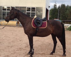 Zuchtstute Coco Mademoiselle 4 (Holsteiner, 2010, von Casall Ask)