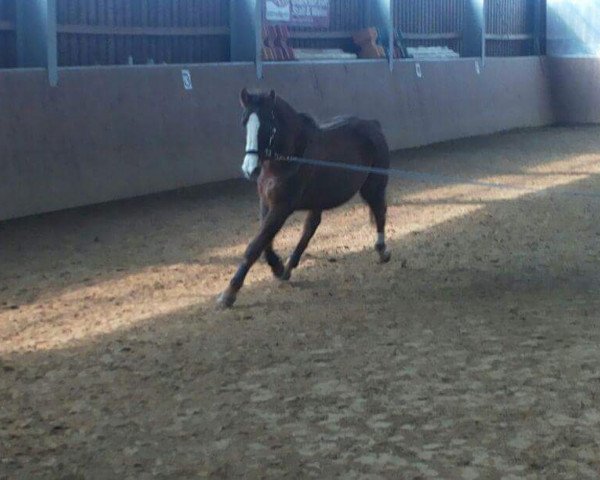 broodmare Sierra Madre (Hanoverian, 1994, from Silvio I)