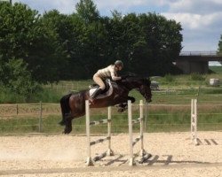 jumper Quo Vadis 61 (KWPN (Royal Dutch Sporthorse), 2010, from Quality Time)
