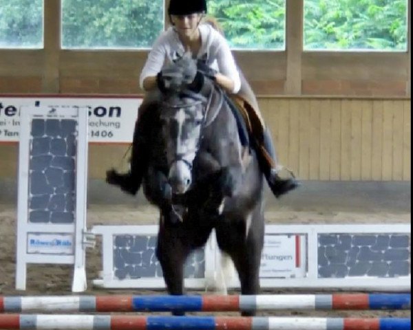 broodmare Zantana 7 (Holsteiner, 2007, from Licanto)