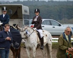 Dressurpferd Parys 5 (Polnisches Warmblut, 2009, von Hurmak AA)