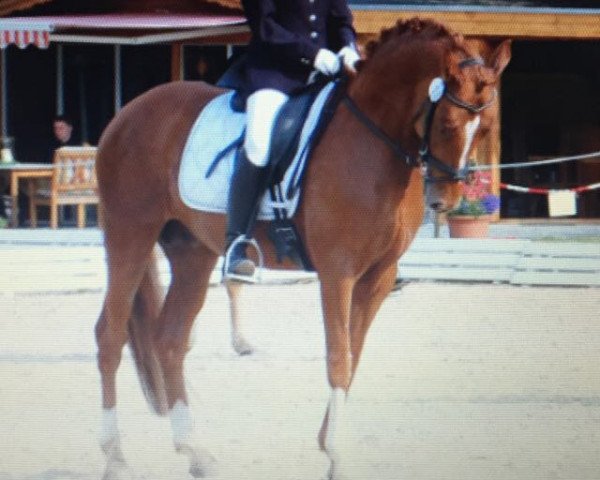 horse Champ of Fire (German Riding Pony, 2006, from FS Champion de Luxe)