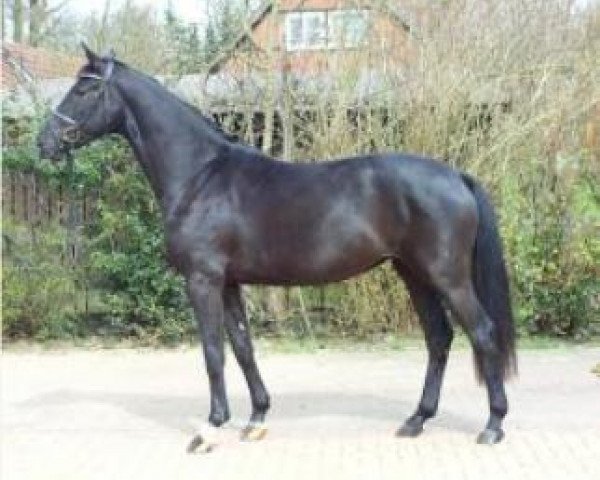 broodmare Dubai (Hanoverian, 2008, from Danone 4)