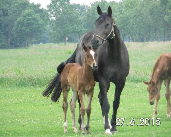 broodmare Pia (Hanoverian, 2005, from Prinz Pablo)