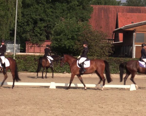 Reitturnier Greven 2020