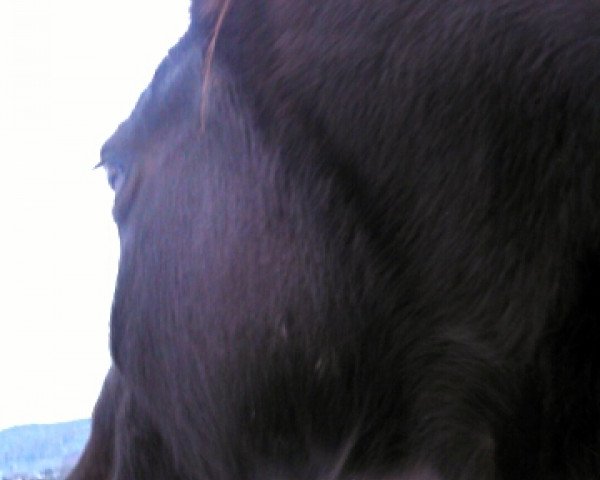 broodmare Dalida (Rhinelander, 2003, from Don Bedo I)