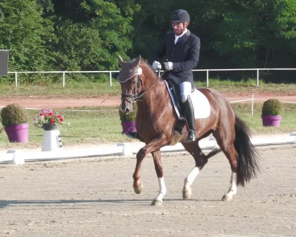 Reitturnier Heiligenwald 2020