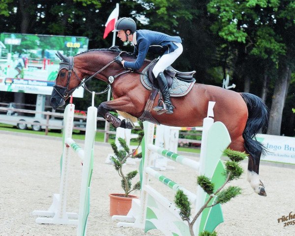 jumper Fresh Malibu (Hanoverian, 2007, from Forrester)