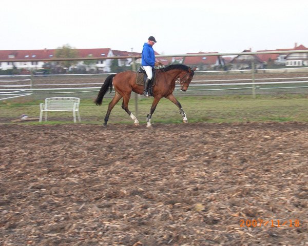 broodmare Cita (Zweibrücken, 2005, from Corleone) broodmare Cita (Zweibrücken, 2005, from Corleone)