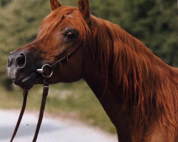 stallion Manial ox (Arabian purebred, 1979, from Masir EAO)