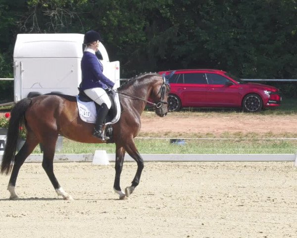 Reitturnier Heiligenwald 2020