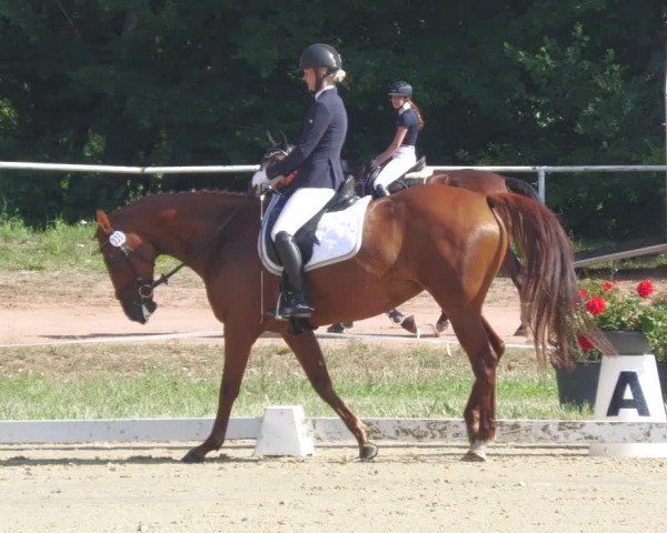 Reitturnier Heiligenwald 2020