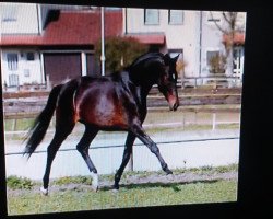 dressage horse Kirkland (Trakehner, 2008, from Donauzauber)