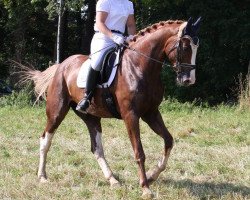dressage horse Bon Balou 6 (Oldenburg, 2008, from Baloumiro)